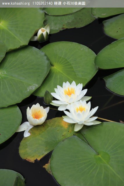 修正前: 睡蓮 (小石川後楽園)