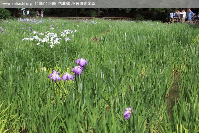 花菖蒲田 小石川後楽園