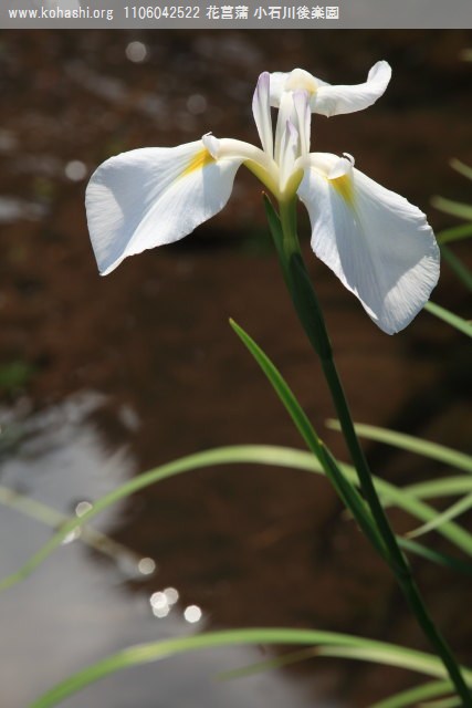 花菖蒲 小石川後楽園