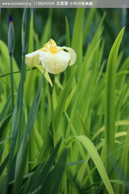 花菖蒲 (品種は多分、愛知の輝) 小石川後楽園