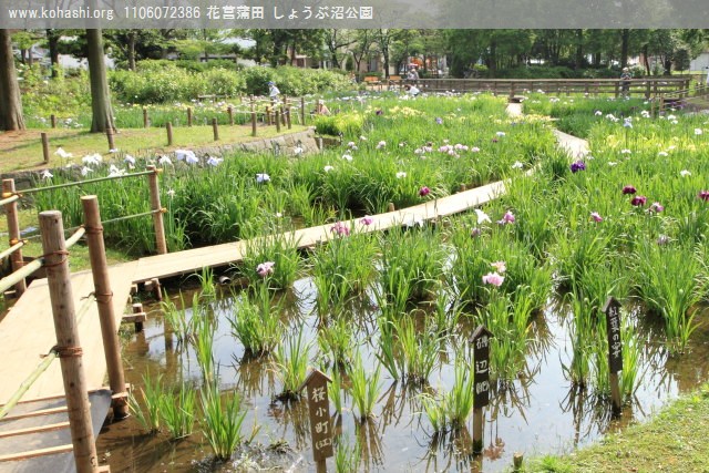 花菖蒲 しょうぶ沼公園