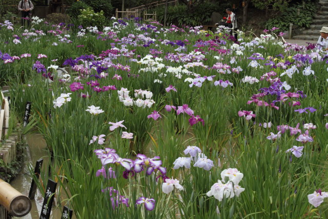 堀切菖蒲園の花菖蒲