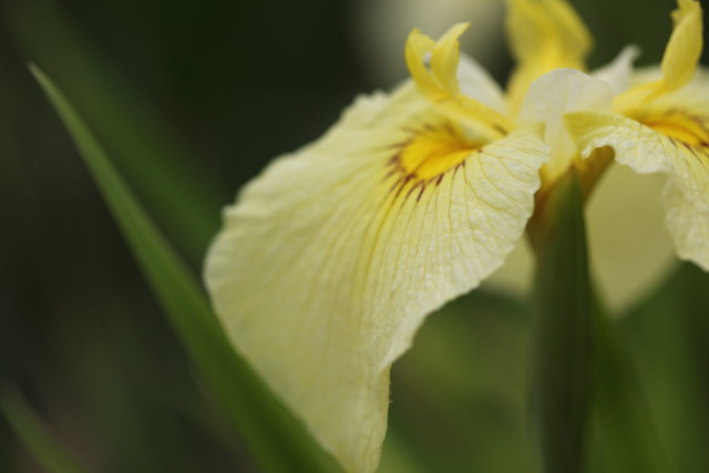 花菖蒲 愛知の輝 堀切菖蒲園