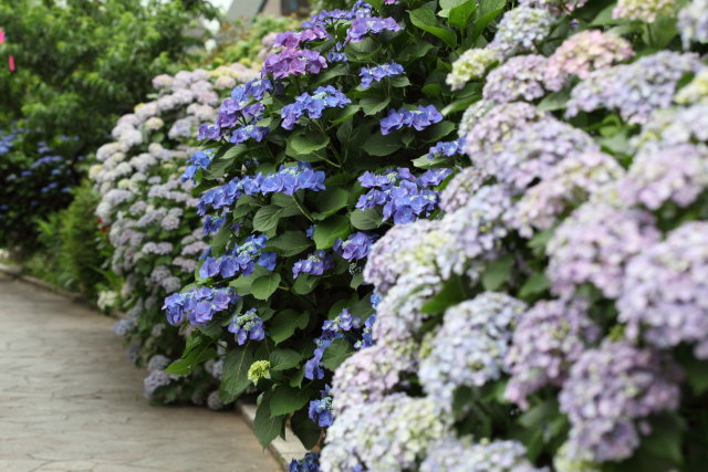 紫陽花 堀切菖蒲園の沿道