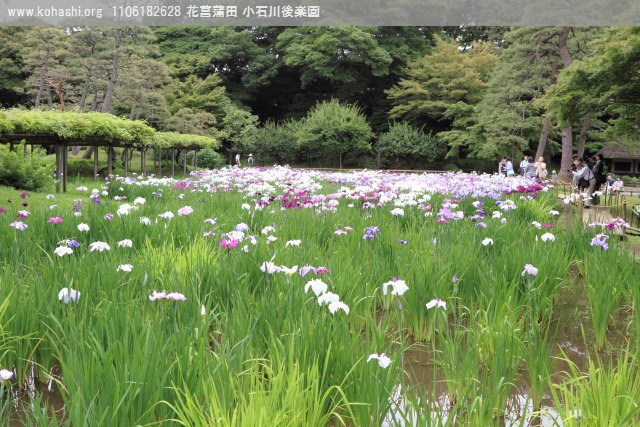 花菖蒲 小石川後楽園