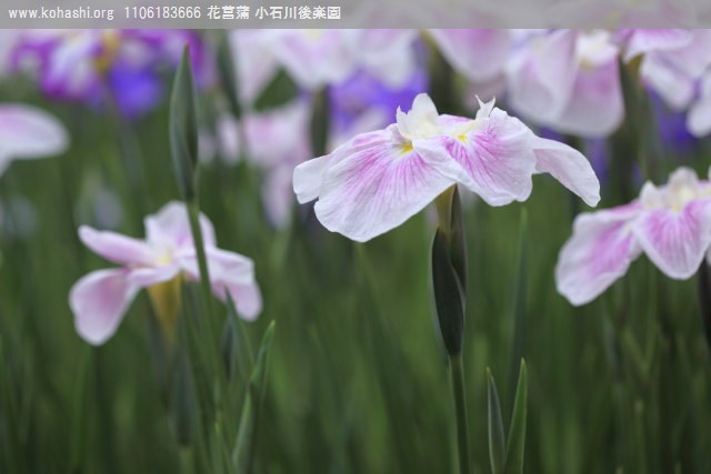 花菖蒲 小石川後楽園