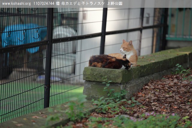 上野猫 母猫カエデとトラノスケ