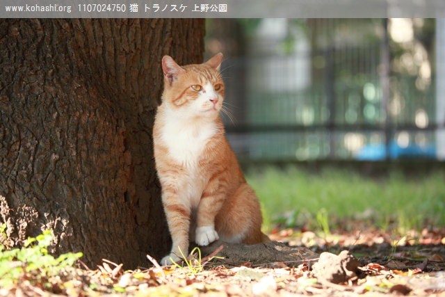 上野猫 トラノスケ