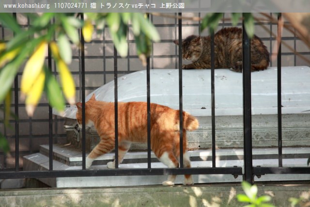 上野猫 チャコとトラノスケ