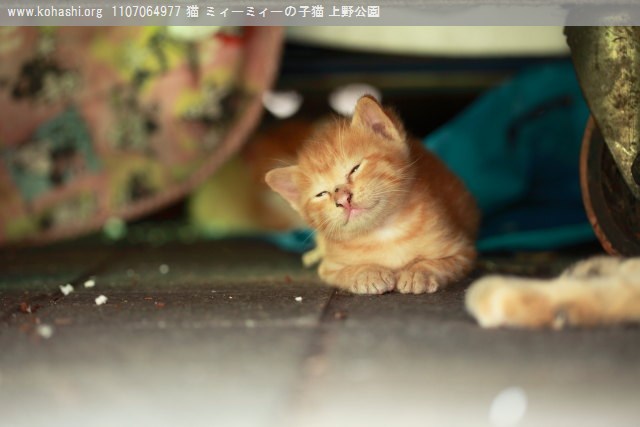 上野猫 ミィーミィーの茶虎子猫 曾祖母(ひいばあちゃん)のナツに似ている