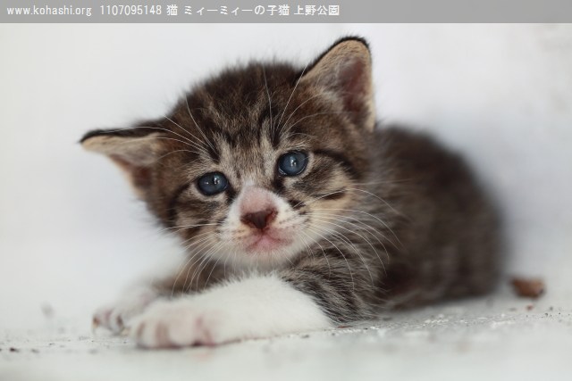 上野猫 ミィーミィーの焦虎子猫