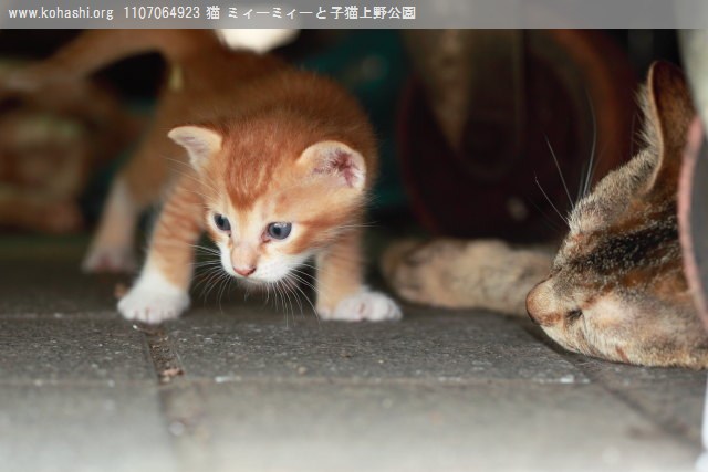 上野猫 ミィーミィーの白茶虎子猫