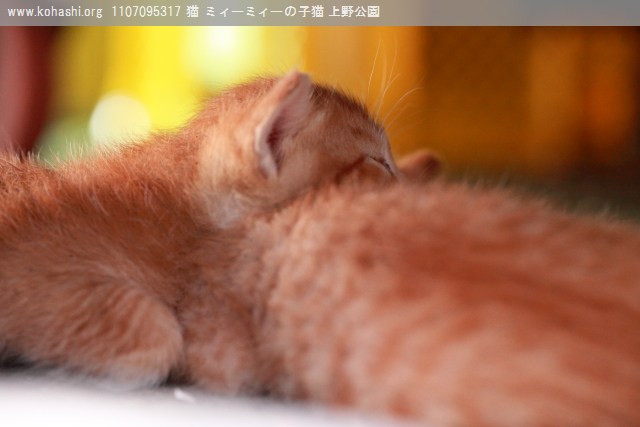 上野猫 ミィーミィーの子猫達 お昼寝中