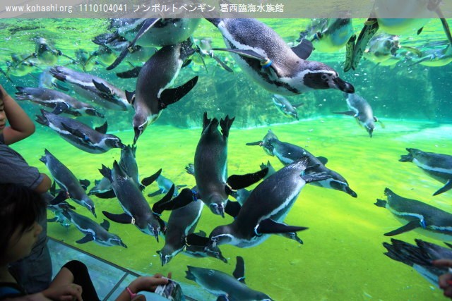 フンボルトペンギン 葛西臨海水族館