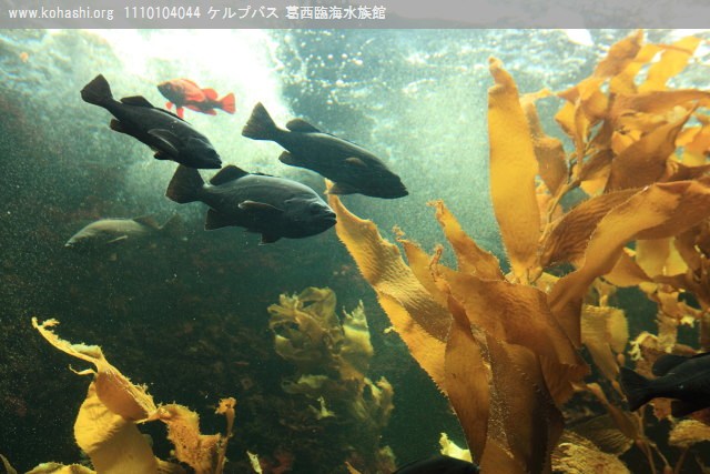 ケルプバス 葛西臨海水族館