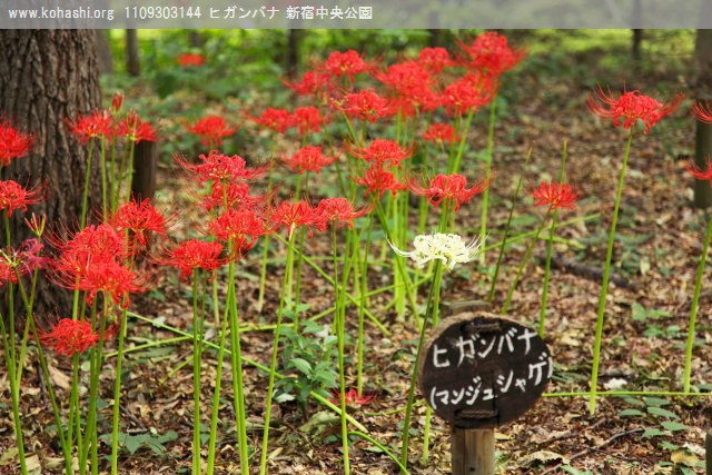 ヒガンバナ 新宿中央公園