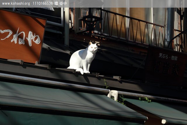 夕焼けだんだん前の猫